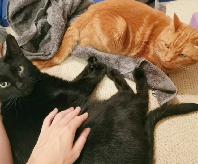 Funny And Jealousy Pets (49 pics)