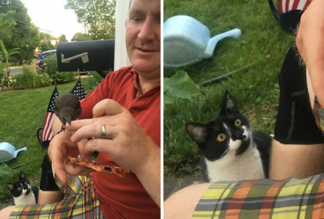 Funny And Jealousy Pets (49 pics)