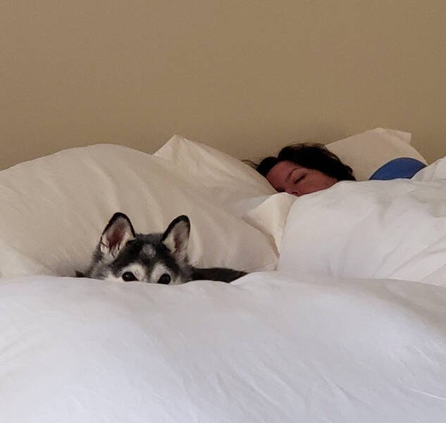 Funny And Jealousy Pets (49 pics)