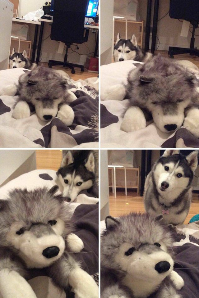 Funny And Jealousy Pets (49 pics)