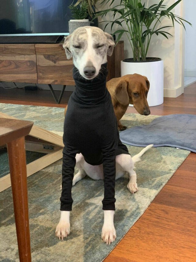 Funny And Jealousy Pets (49 pics)