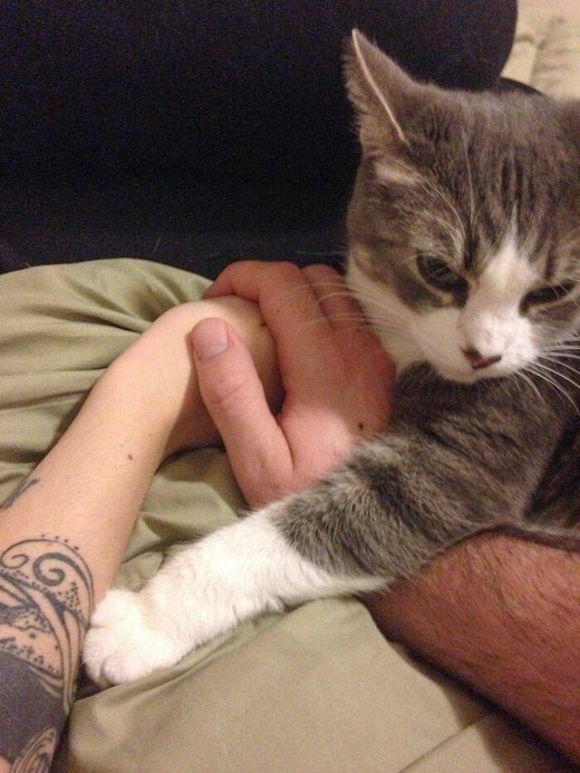 Funny And Jealousy Pets (49 pics)