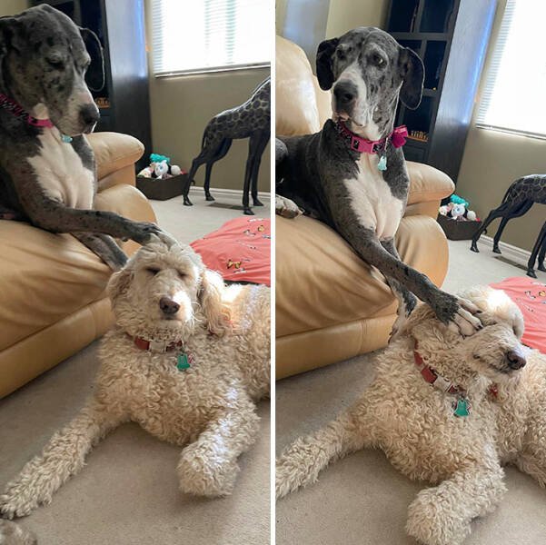 Funny And Jealousy Pets (49 pics)