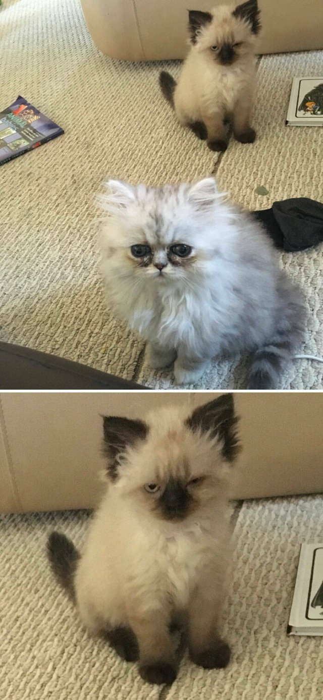 Funny And Jealousy Pets (49 pics)