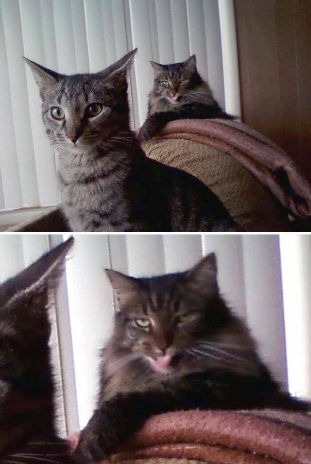 Funny And Jealousy Pets (49 pics)