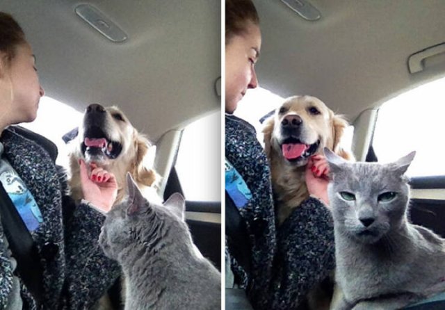 Funny And Jealousy Pets (49 pics)