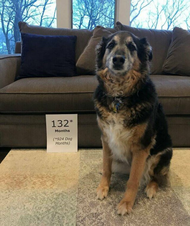 Funny And Jealousy Pets (49 pics)
