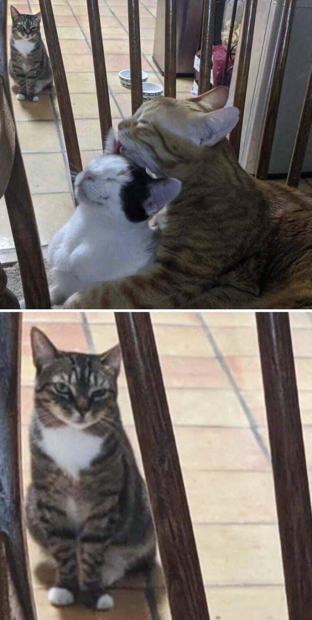Funny And Jealousy Pets (49 pics)