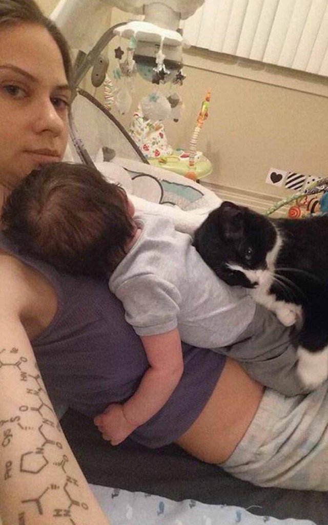 Funny And Jealousy Pets (49 pics)