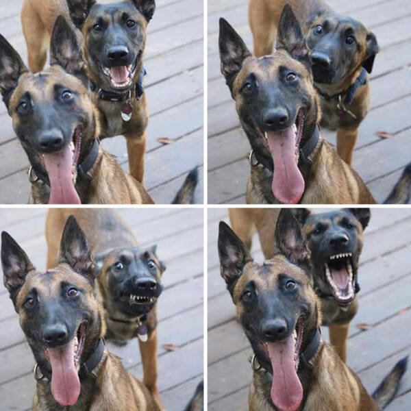 Funny And Jealousy Pets (49 pics)