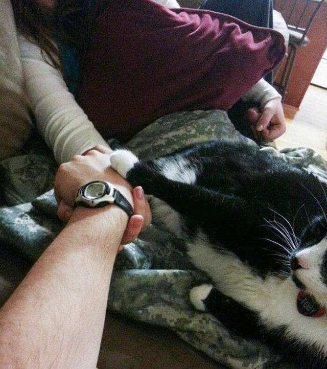 Funny And Jealousy Pets (49 pics)
