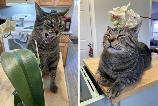 Funny And Jealousy Pets (49 pics)