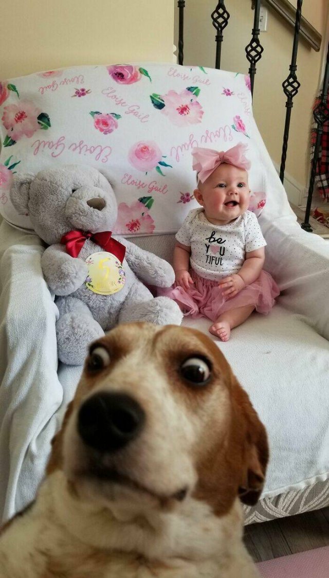 Funny And Jealousy Pets (49 pics)