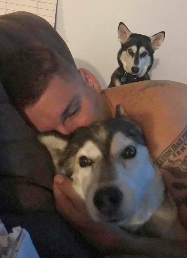 Funny And Jealousy Pets (49 pics)