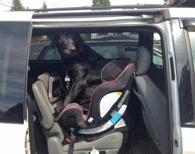 Funny And Jealousy Pets (49 pics)