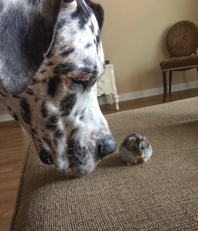 Funny And Jealousy Pets (49 pics)