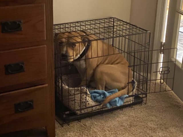Funny And Jealousy Pets (49 pics)