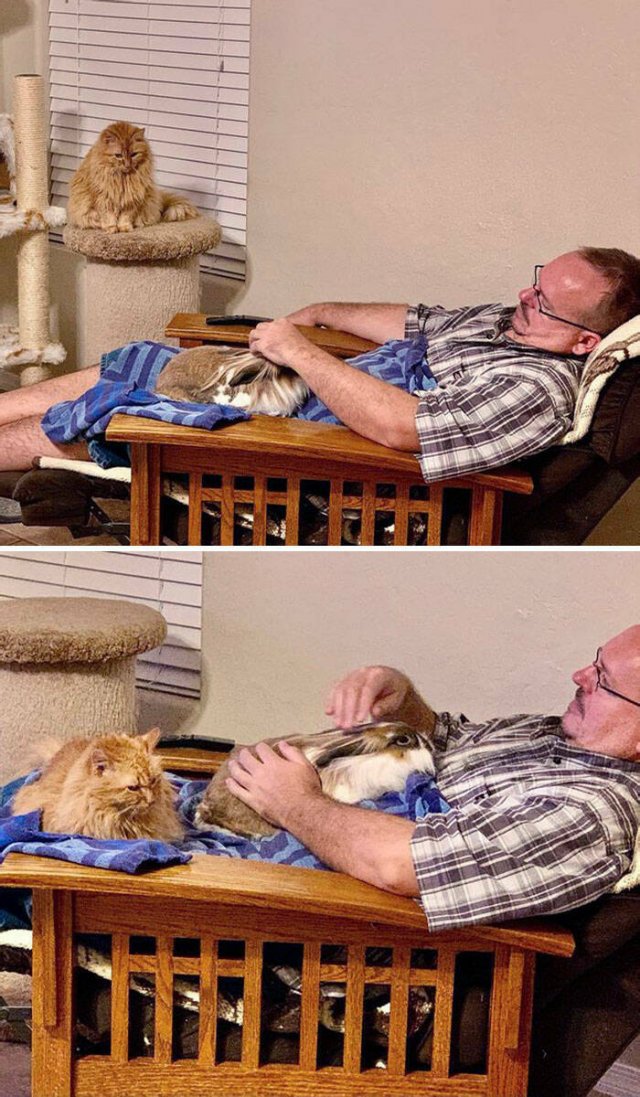 Funny And Jealousy Pets (49 pics)