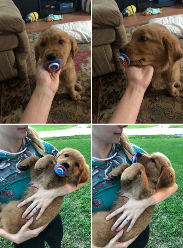 Funny And Jealousy Pets (49 pics)