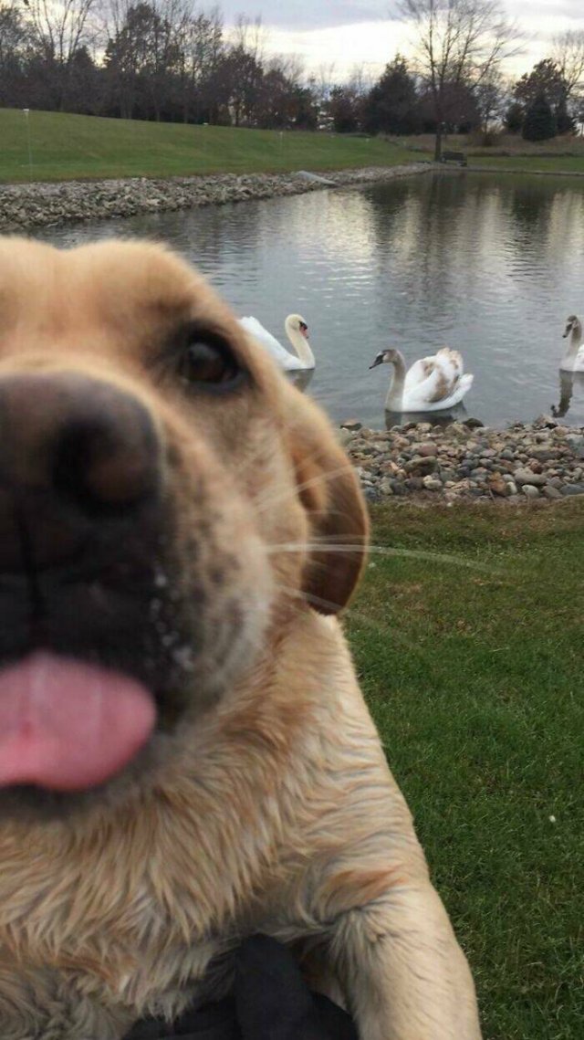 Funny And Jealousy Pets (49 pics)