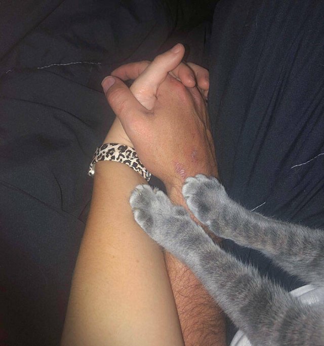 Funny And Jealousy Pets (49 pics)