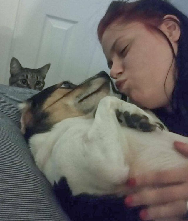 Funny And Jealousy Pets (49 pics)
