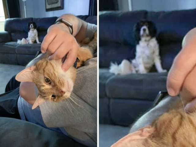 Funny And Jealousy Pets (49 pics)