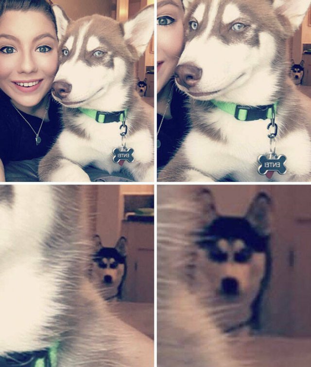 Funny And Jealousy Pets (49 pics)
