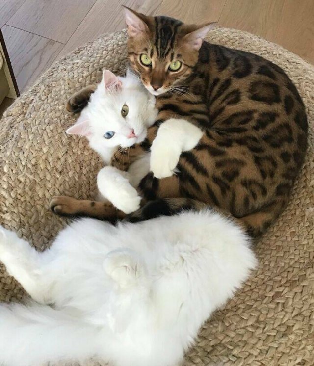 Funny And Jealousy Pets (49 pics)
