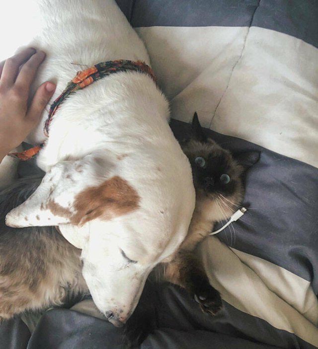 Funny And Jealousy Pets (49 pics)
