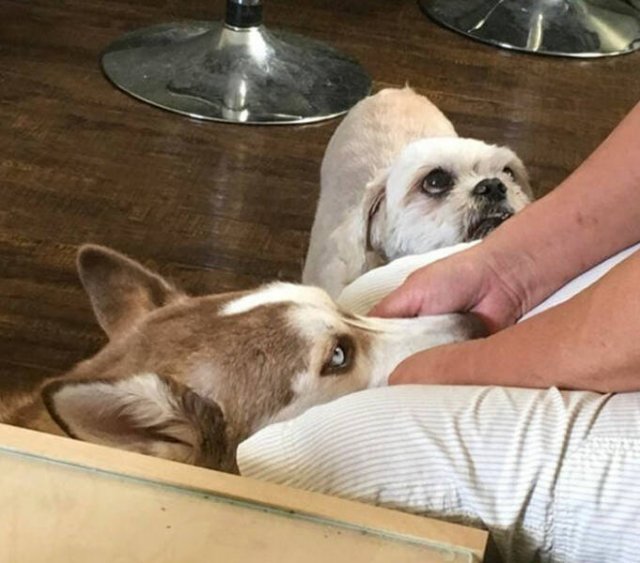 Funny And Jealousy Pets (49 pics)