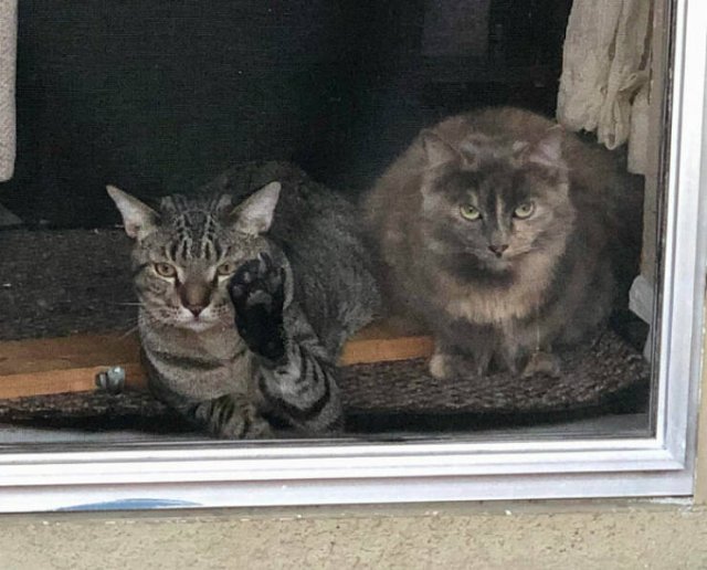 Funny And Jealousy Pets (49 pics)