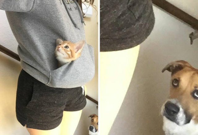 Funny And Jealousy Pets (49 pics)