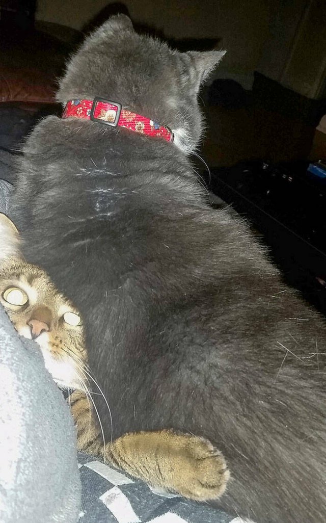 Funny And Jealousy Pets (49 pics)