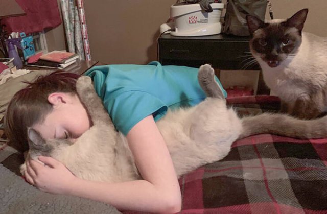 Funny And Jealousy Pets (49 pics)