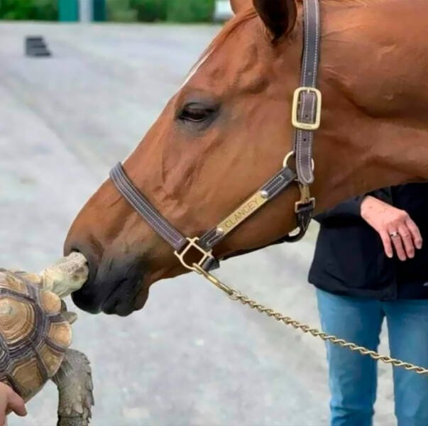 Unusual Photos From Around The World (49 pics)