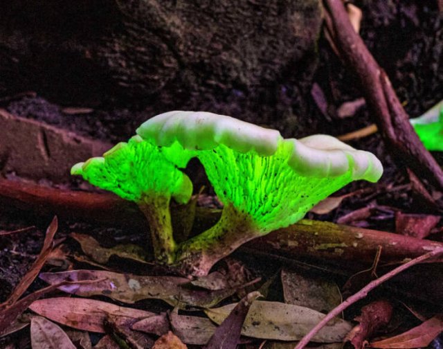 Creepy Photos From Australia (19 pics)