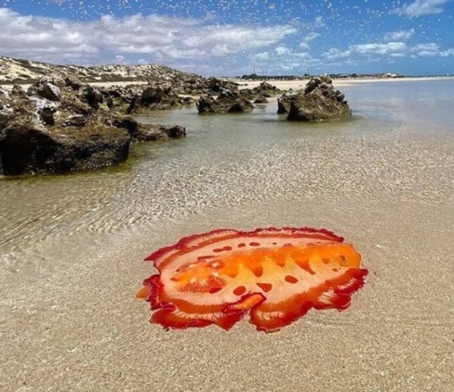 Creepy Photos From Australia (19 pics)