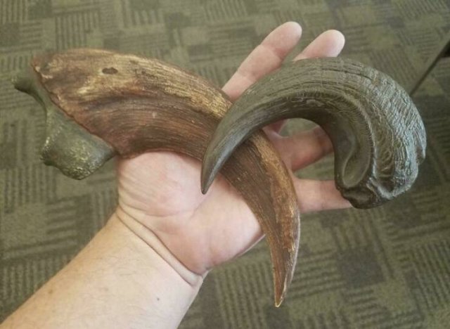 Terrible Creatures From The Distant Past (23 pics)