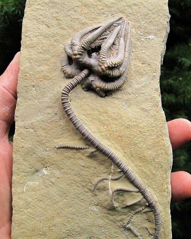 Terrible Creatures From The Distant Past (23 pics)