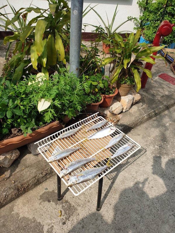 They Need Your Food (34 pics)