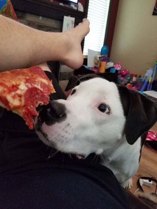 They Need Your Food (34 pics)
