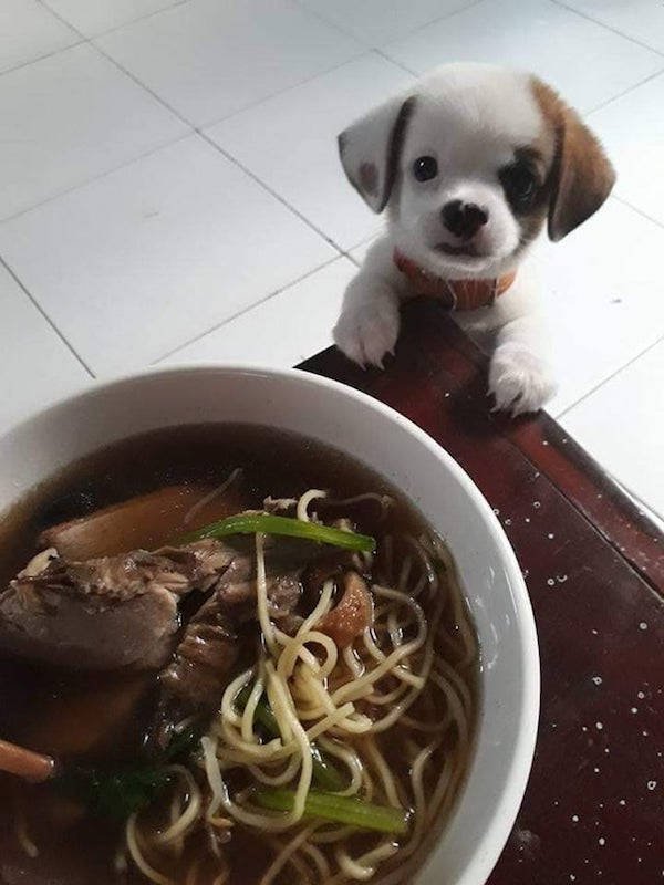 They Need Your Food (34 pics)
