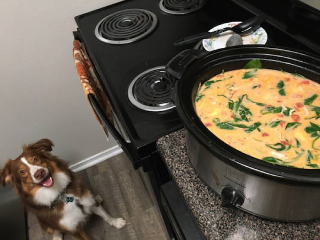 They Need Your Food (34 pics)