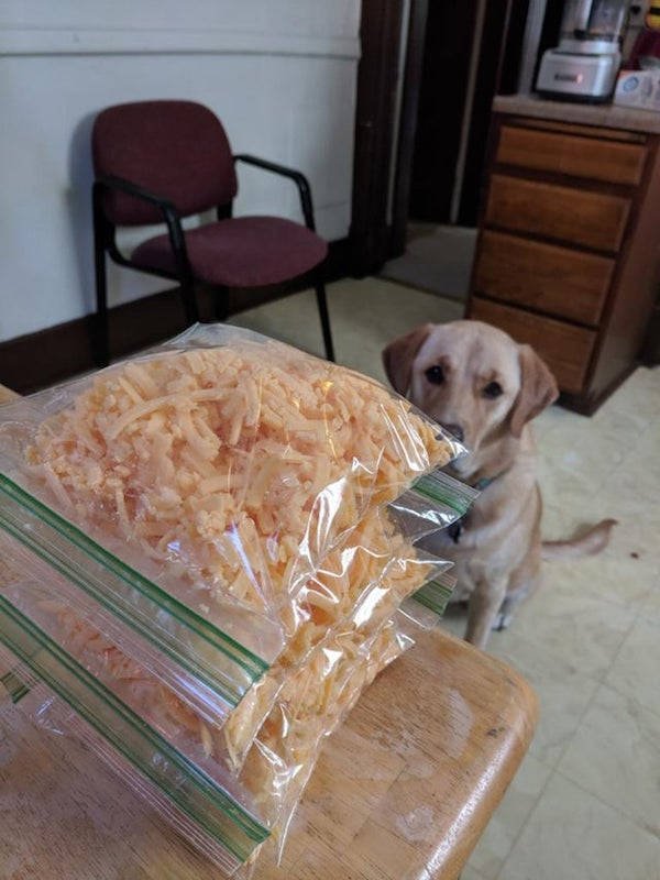 They Need Your Food (34 pics)