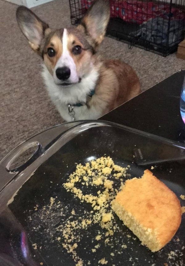 They Need Your Food (34 pics)