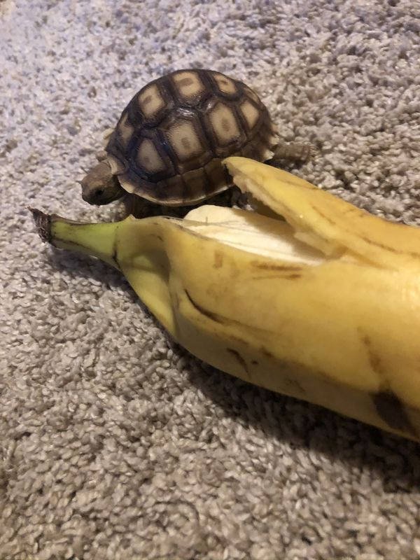 They Need Your Food (34 pics)