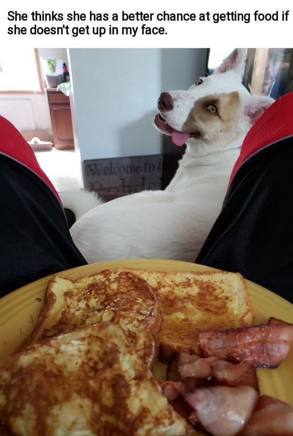 They Need Your Food (34 pics)