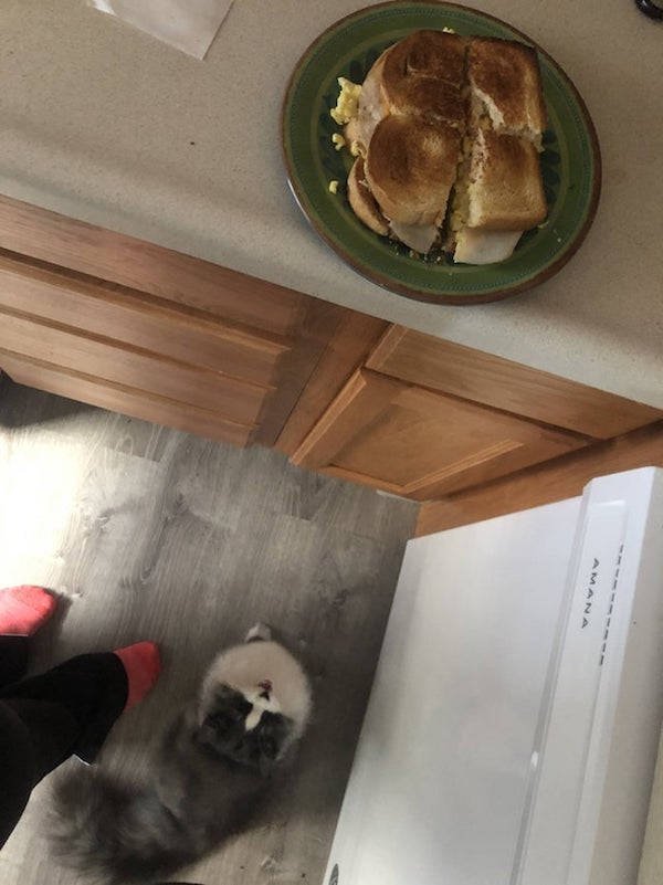 They Need Your Food (34 pics)