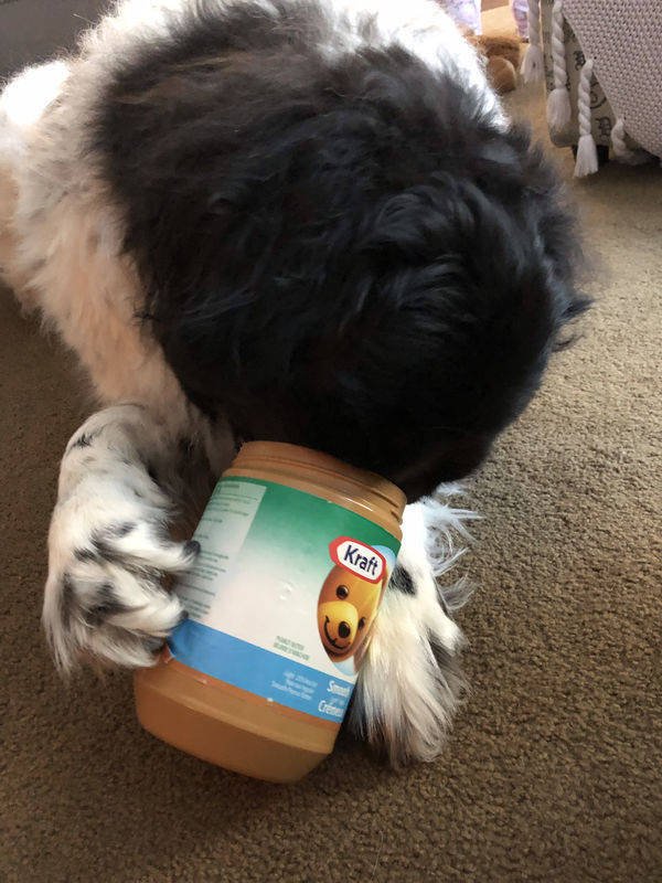They Need Your Food (34 pics)